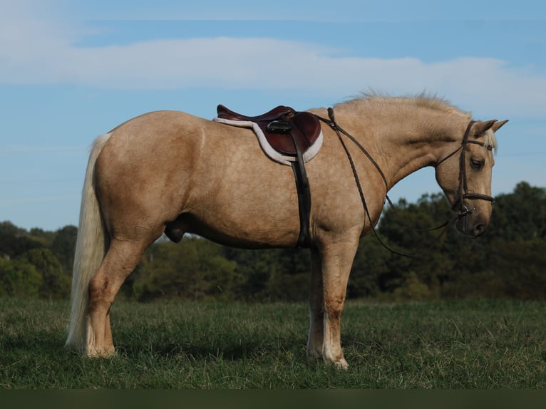 caballo de tiro Mestizo Caballo castrado 8 años 168 cm Palomino in Baxter Springs