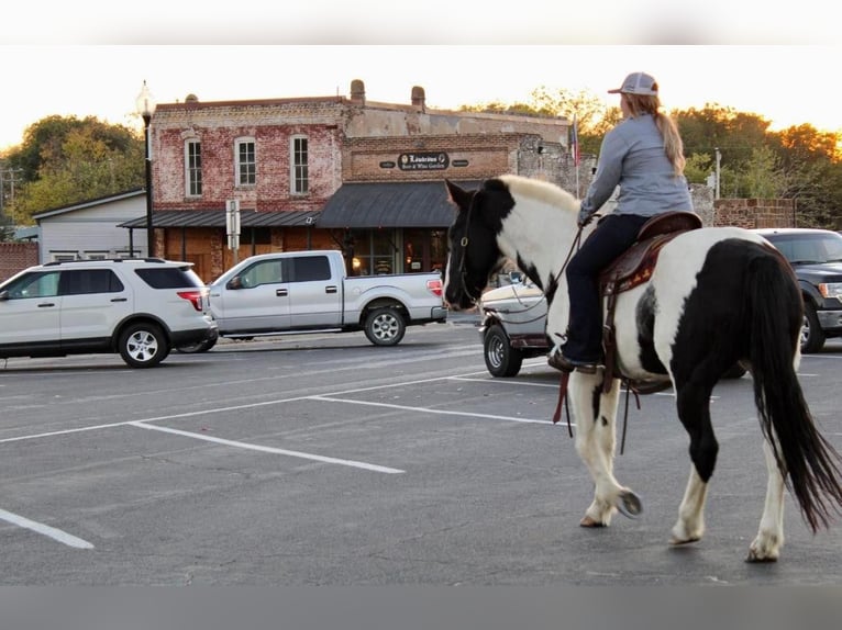 caballo de tiro Mestizo Caballo castrado 8 años 170 cm in Pilot Point, TX