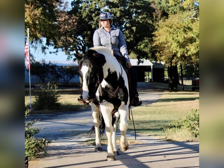 caballo de tiro Mestizo Caballo castrado 8 años 170 cm in Pilot Point, TX