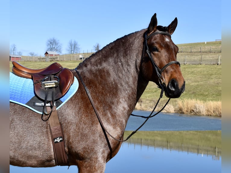 caballo de tiro Mestizo Caballo castrado 8 años 170 cm Castaño-ruano in Fresno