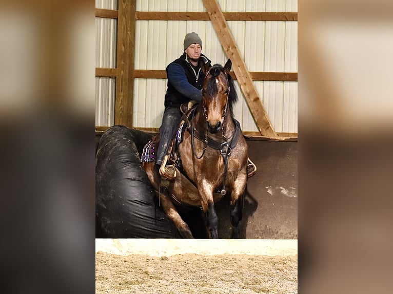 caballo de tiro Mestizo Caballo castrado 8 años 170 cm Castaño-ruano in Fresno