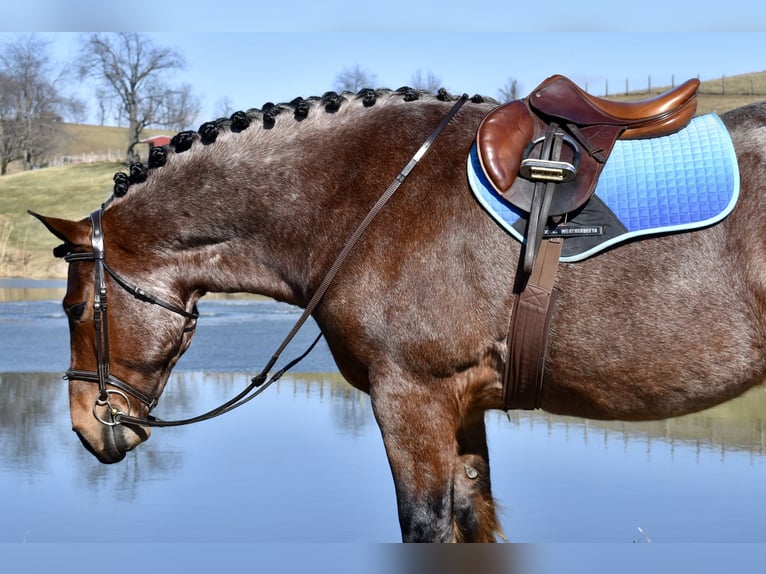 caballo de tiro Mestizo Caballo castrado 8 años 170 cm Castaño-ruano in Fresno