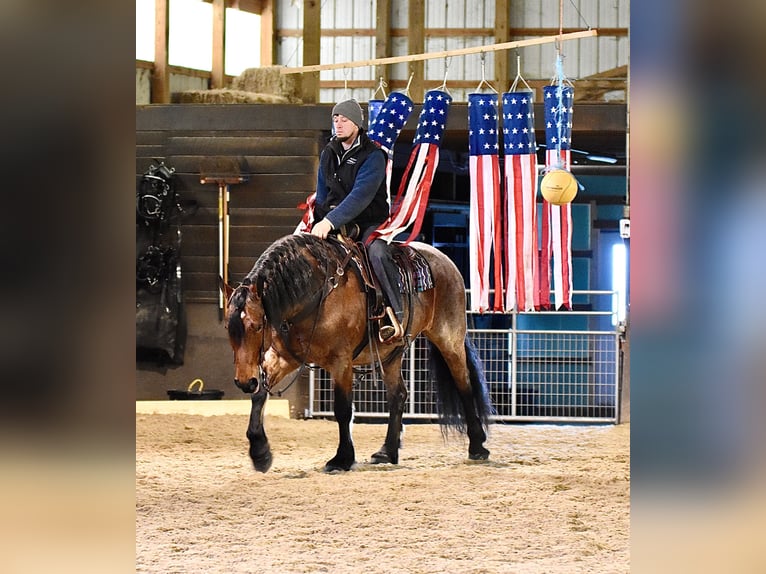 caballo de tiro Mestizo Caballo castrado 8 años 170 cm Castaño-ruano in Fresno