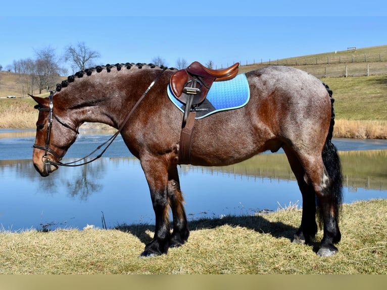 caballo de tiro Mestizo Caballo castrado 8 años 170 cm Castaño-ruano in Fresno