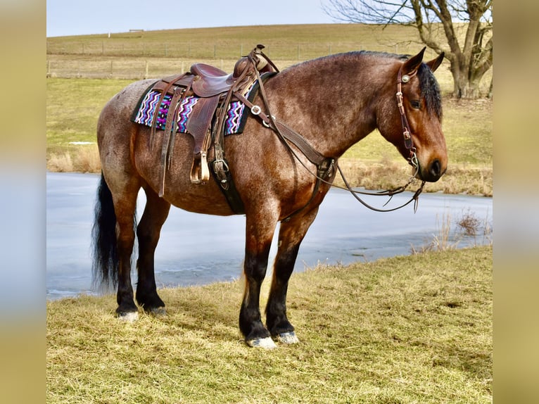 caballo de tiro Mestizo Caballo castrado 8 años 170 cm Castaño-ruano in Fresno