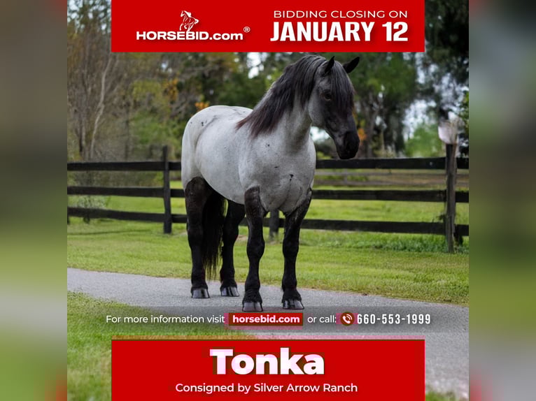 caballo de tiro Mestizo Caballo castrado 8 años 173 cm Ruano azulado in Ocala