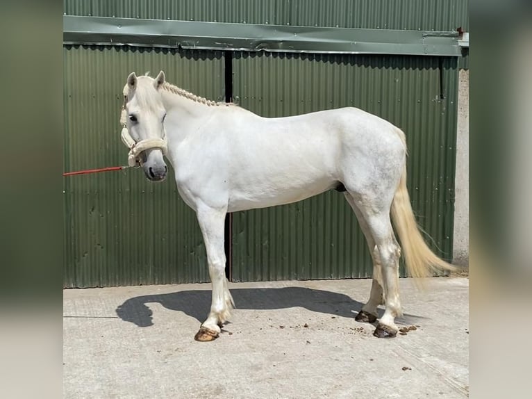 caballo de tiro Caballo castrado 8 años 177 cm Tordo in Sligo