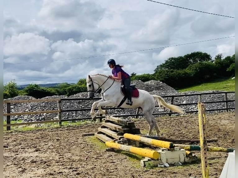 caballo de tiro Caballo castrado 8 años 177 cm Tordo in Sligo