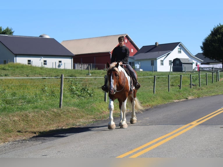 caballo de tiro Mestizo Caballo castrado 8 años 180 cm Pío in Millersburg