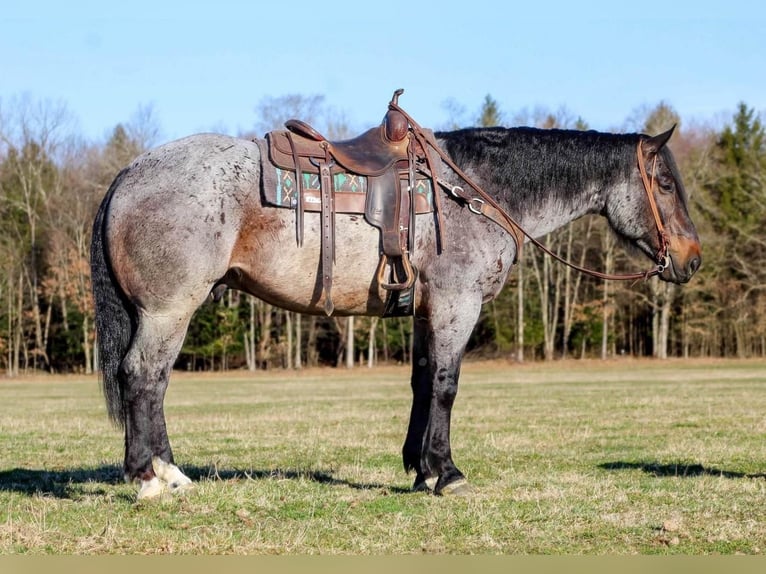 caballo de tiro Mestizo Caballo castrado 8 años Castaño-ruano in Clarion, PA