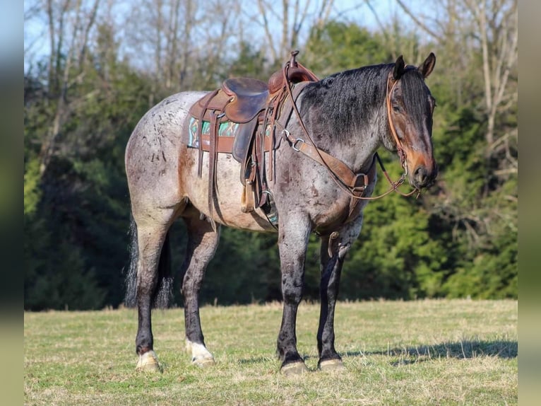 caballo de tiro Mestizo Caballo castrado 8 años Castaño-ruano in Clarion, PA