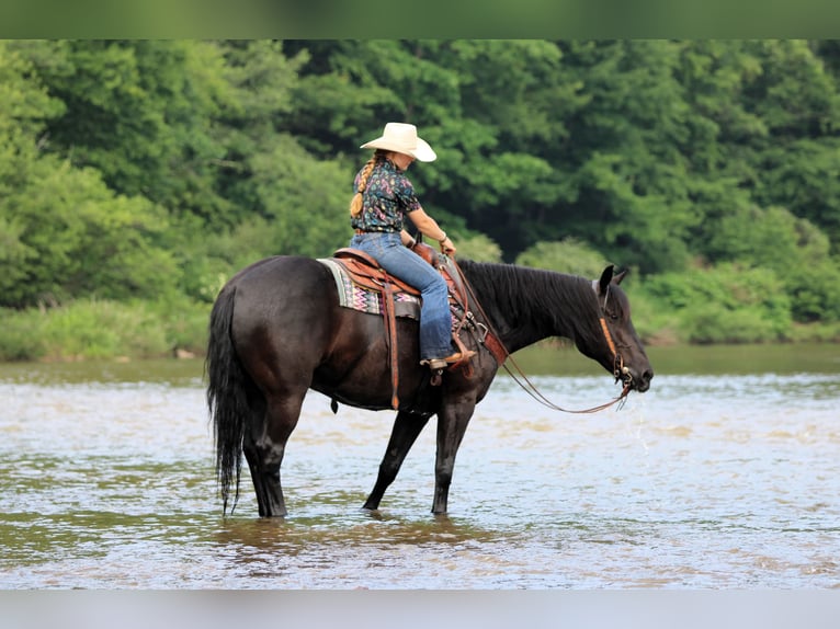 caballo de tiro Mestizo Caballo castrado 8 años Negro in Clarion