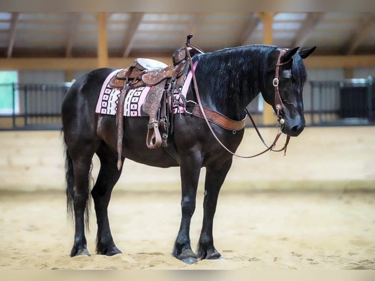 caballo de tiro Mestizo Caballo castrado 8 años Negro in Clarion