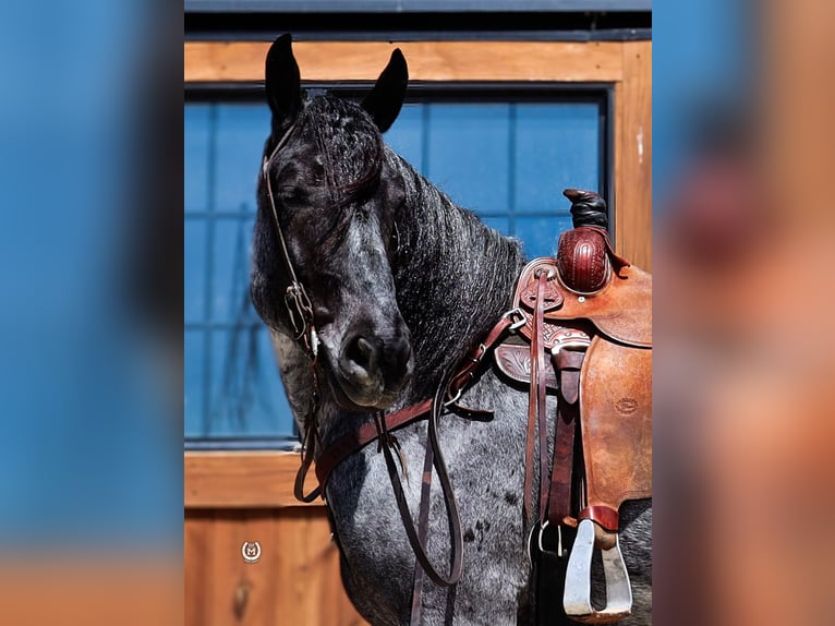 caballo de tiro Mestizo Caballo castrado 8 años Ruano azulado in Windom