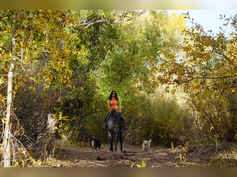 caballo de tiro Caballo castrado 8 años Ruano azulado in franktown co