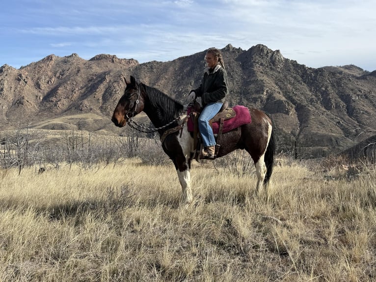 caballo de tiro Caballo castrado 8 años Tobiano-todas las-capas in Fort Collins