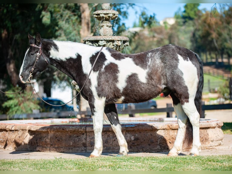caballo de tiro Caballo castrado 8 años Tobiano-todas las-capas in Murrieta, CA