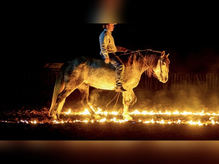 caballo de tiro Mestizo Caballo castrado 8 años Tordo in Ripley
