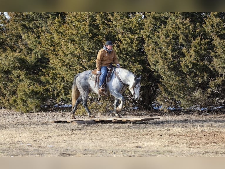 caballo de tiro Mestizo Caballo castrado 8 años Tordo in Ripley