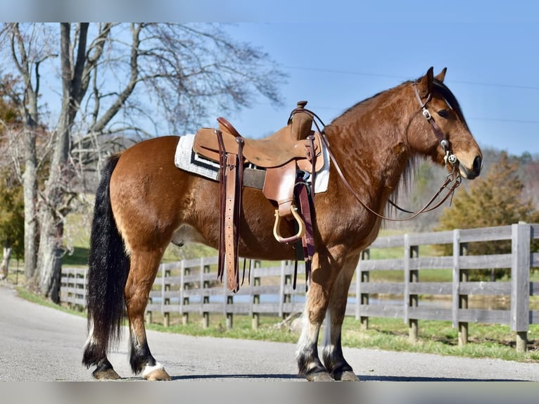 caballo de tiro Mestizo Caballo castrado 9 años 142 cm Castaño rojizo in Crab Orchard, KY