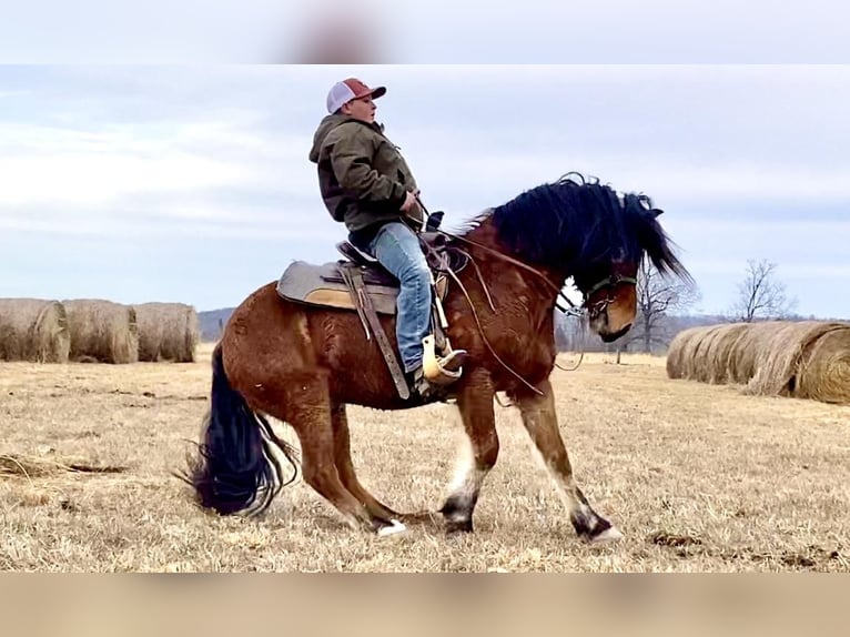 caballo de tiro Mestizo Caballo castrado 9 años 142 cm Castaño rojizo in Crab Orchard, KY