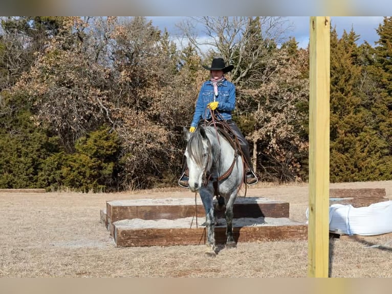 caballo de tiro Caballo castrado 9 años 150 cm Tordo in Ripley