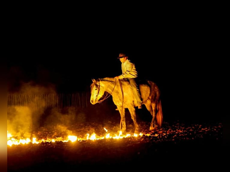 caballo de tiro Caballo castrado 9 años 150 cm Tordo in Ripley