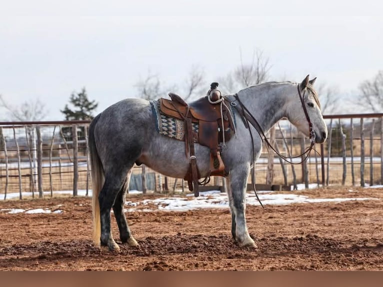 caballo de tiro Caballo castrado 9 años 150 cm Tordo in Ripley