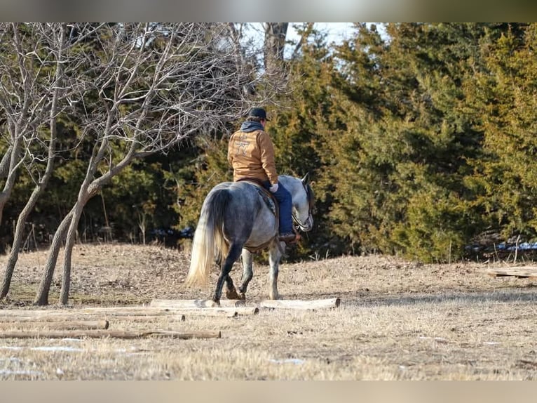 caballo de tiro Caballo castrado 9 años 150 cm Tordo in Ripley