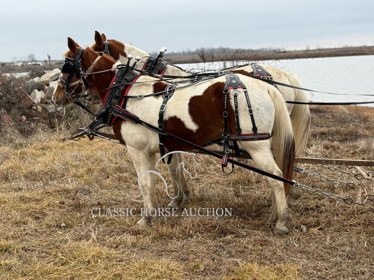 caballo de tiro Caballo castrado 9 años 152 cm Alazán rojizo in Sheldon, MO