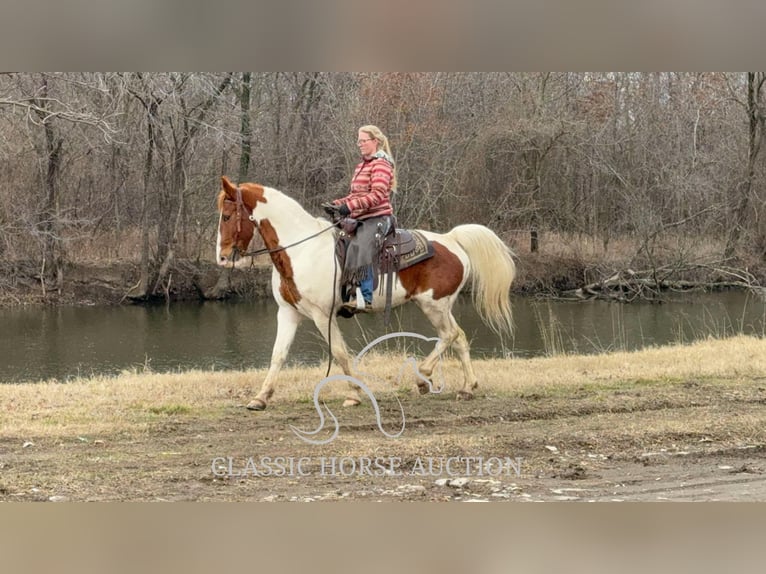 caballo de tiro Caballo castrado 9 años 152 cm Alazán rojizo in Sheldon, MO