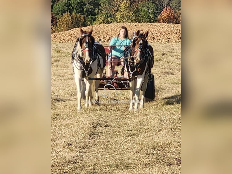 caballo de tiro Caballo castrado 9 años 152 cm Alazán rojizo in Sheldon, MO