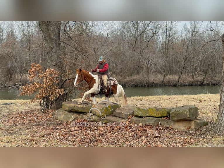 caballo de tiro Caballo castrado 9 años 152 cm Alazán rojizo in Sheldon, MO