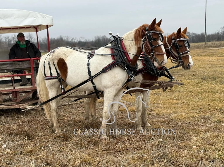 caballo de tiro Caballo castrado 9 años 152 cm Alazán rojizo in Sheldon, MO