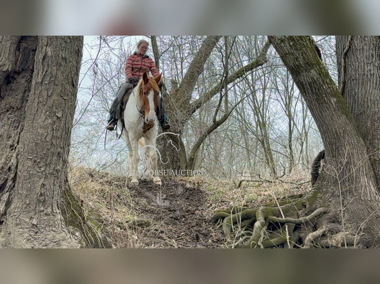 caballo de tiro Caballo castrado 9 años 152 cm Alazán rojizo in Sheldon, MO