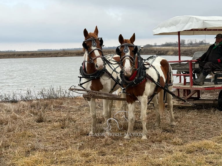 caballo de tiro Caballo castrado 9 años 152 cm Alazán rojizo in Sheldon, MO