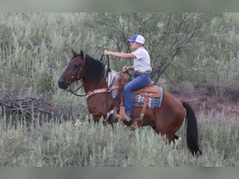 caballo de tiro Mestizo Caballo castrado 9 años 152 cm Pío in Marana