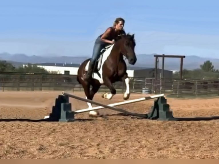 caballo de tiro Mestizo Caballo castrado 9 años 152 cm Pío in Marana