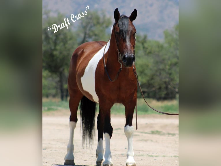 caballo de tiro Mestizo Caballo castrado 9 años 152 cm Pío in Marana