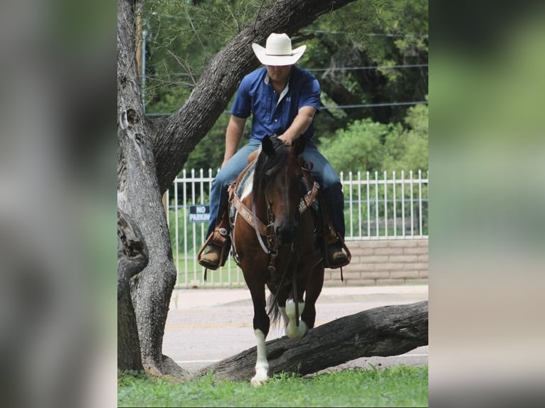 caballo de tiro Mestizo Caballo castrado 9 años 152 cm Pío in Marana