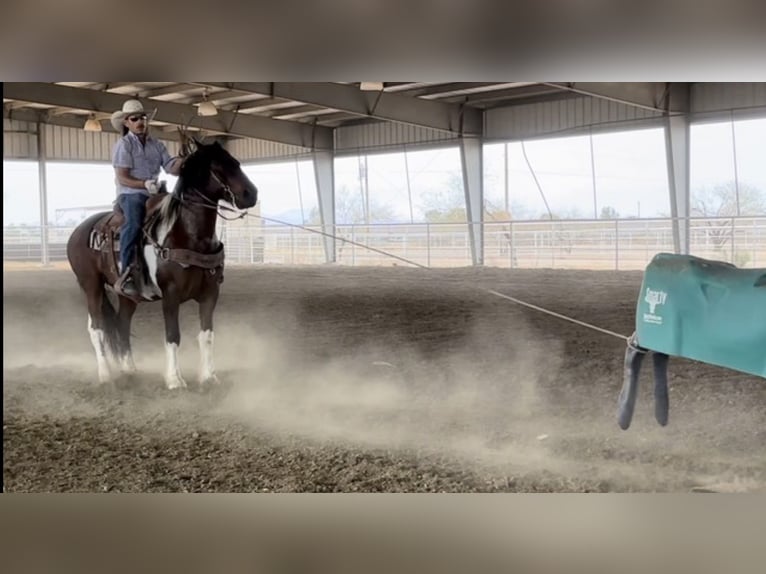 caballo de tiro Mestizo Caballo castrado 9 años 152 cm Pío in Marana