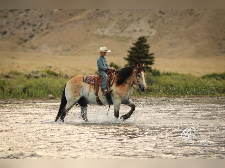 caballo de tiro Mestizo Caballo castrado 9 años 155 cm Buckskin/Bayo in Cody