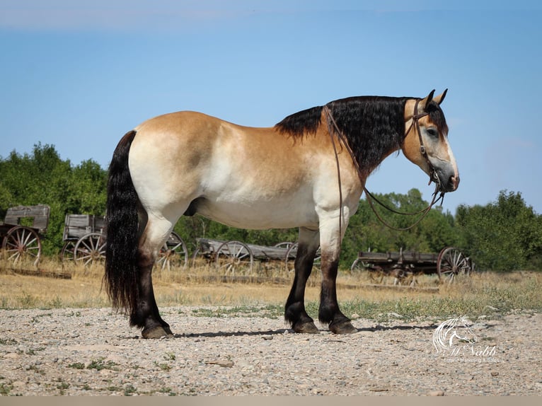 caballo de tiro Mestizo Caballo castrado 9 años 155 cm Buckskin/Bayo in Cody