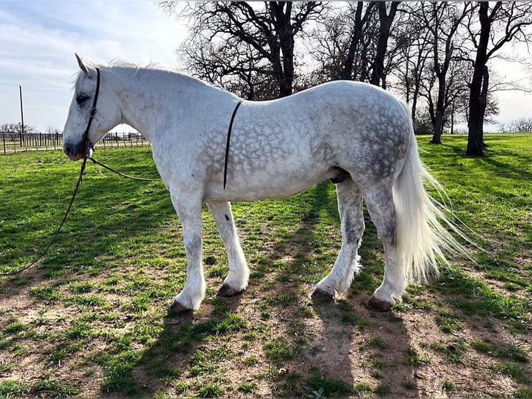 caballo de tiro Caballo castrado 9 años 155 cm Tordo rodado in Weatherford TX