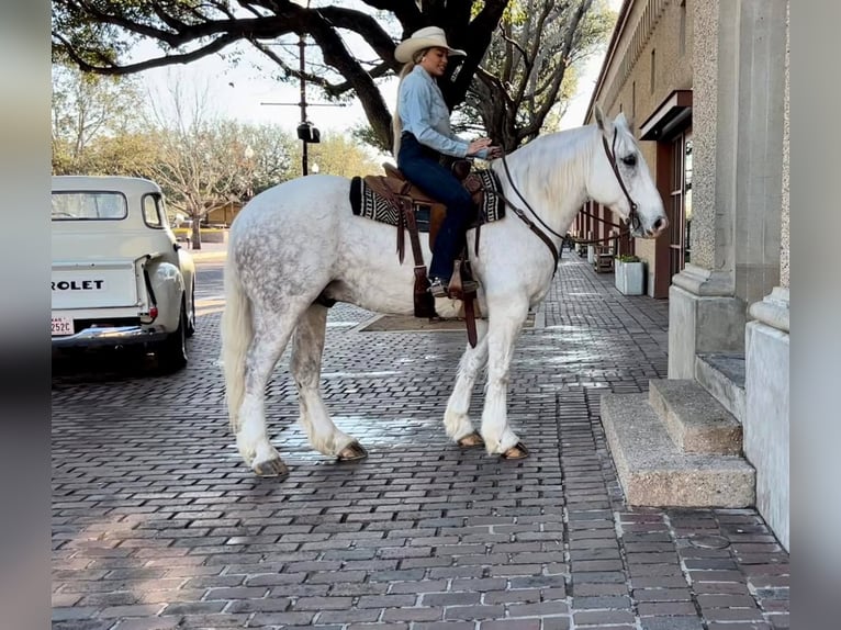 caballo de tiro Caballo castrado 9 años 155 cm Tordo rodado in Weatherford TX