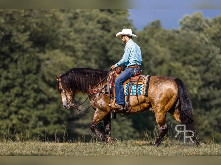 caballo de tiro Mestizo Caballo castrado 9 años 157 cm Buckskin/Bayo in Lyles