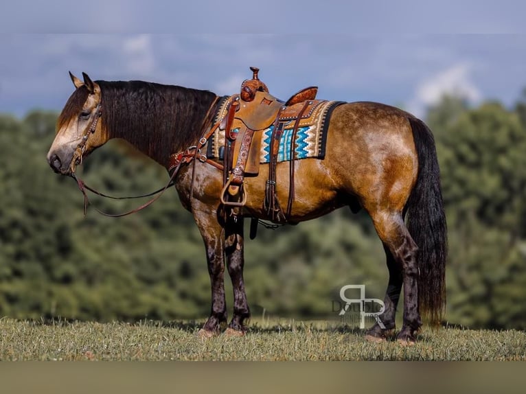 caballo de tiro Mestizo Caballo castrado 9 años 157 cm Buckskin/Bayo in Lyles