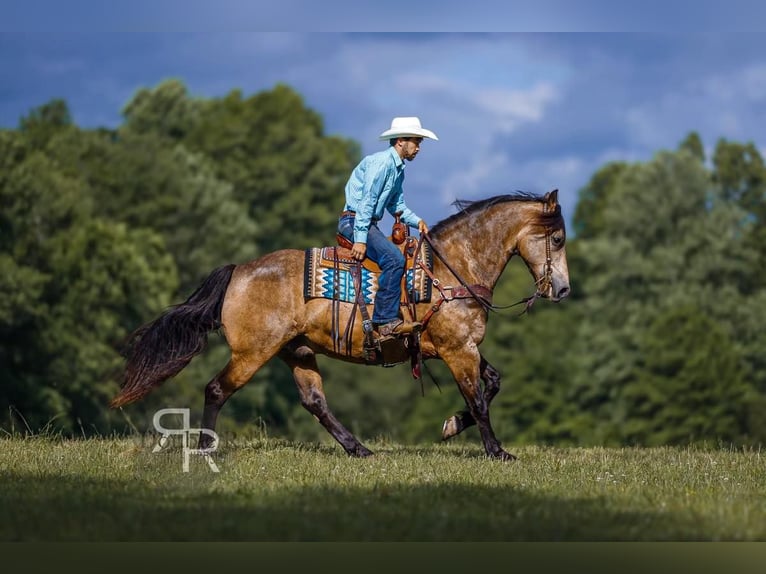 caballo de tiro Mestizo Caballo castrado 9 años 157 cm Buckskin/Bayo in Lyles