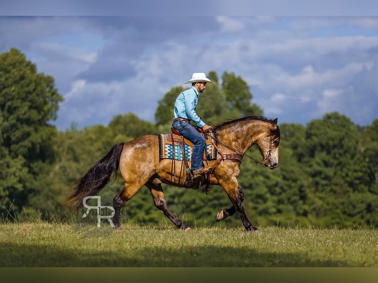 caballo de tiro Mestizo Caballo castrado 9 años 157 cm Buckskin/Bayo in Lyles