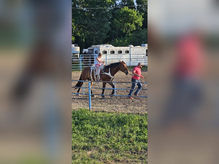 caballo de tiro Mestizo Caballo castrado 9 años 157 cm Castaño rojizo in Madill, OK